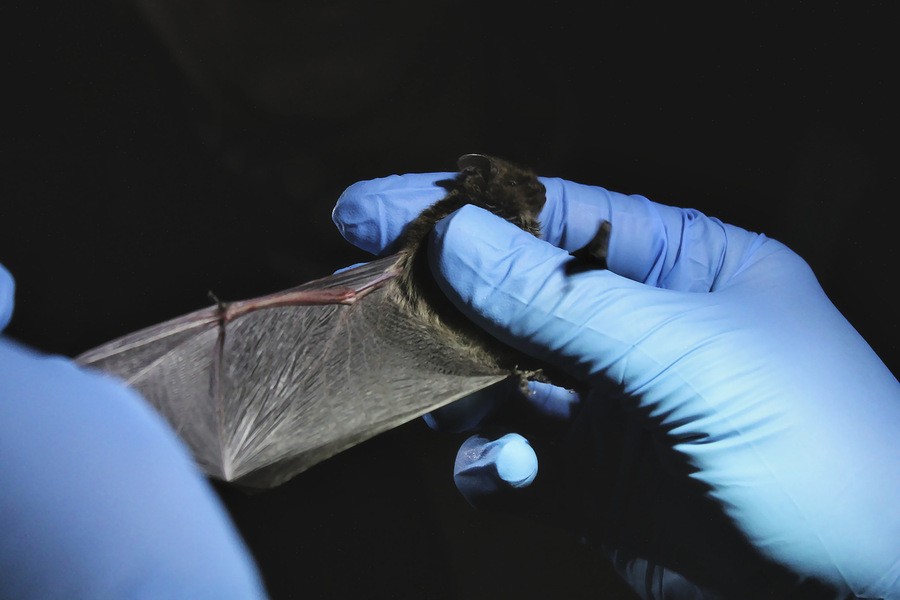 scoperti nuovi coronavirus in allevamenti del Nord, i dettagli