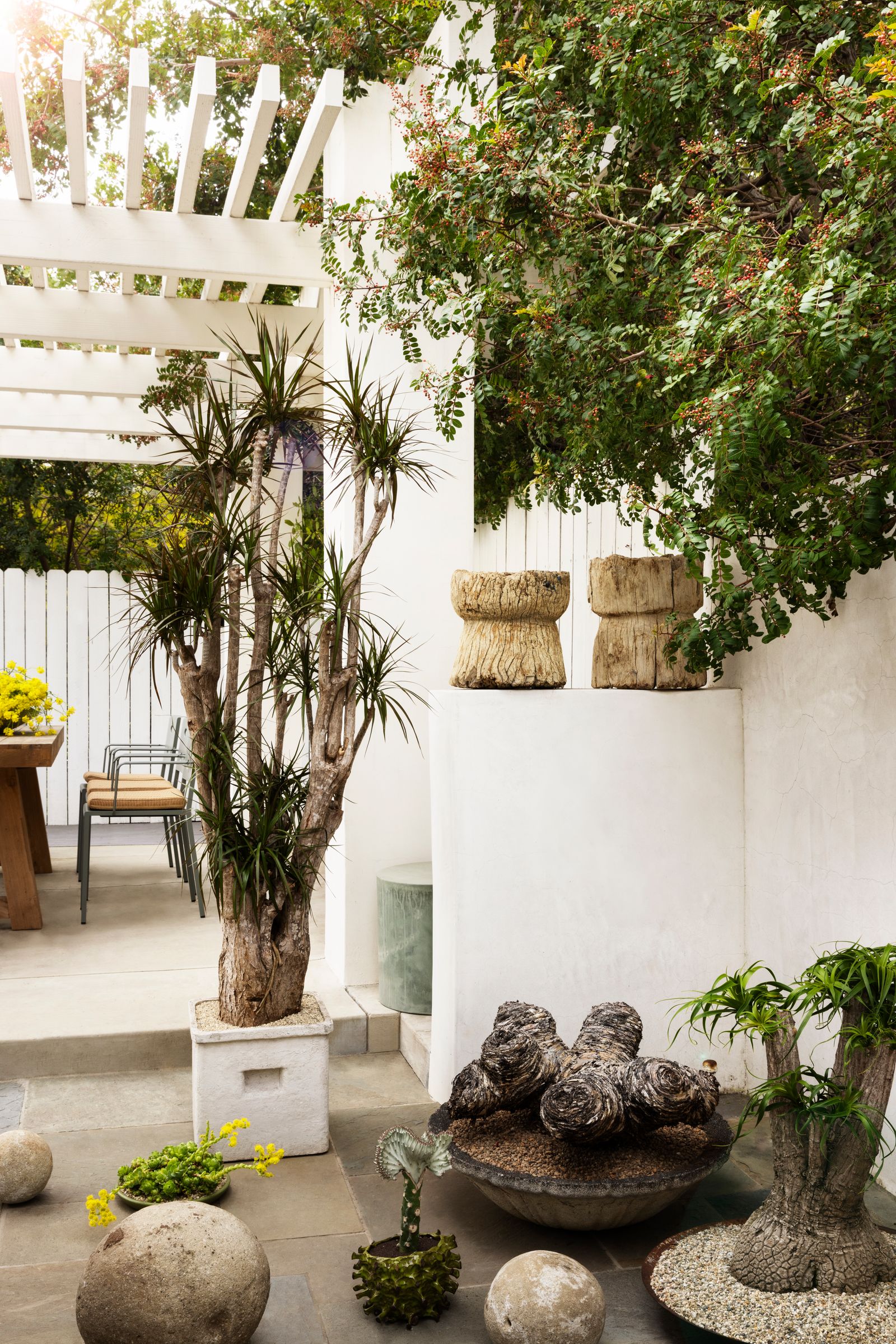 piante da esterno terrazzo patio