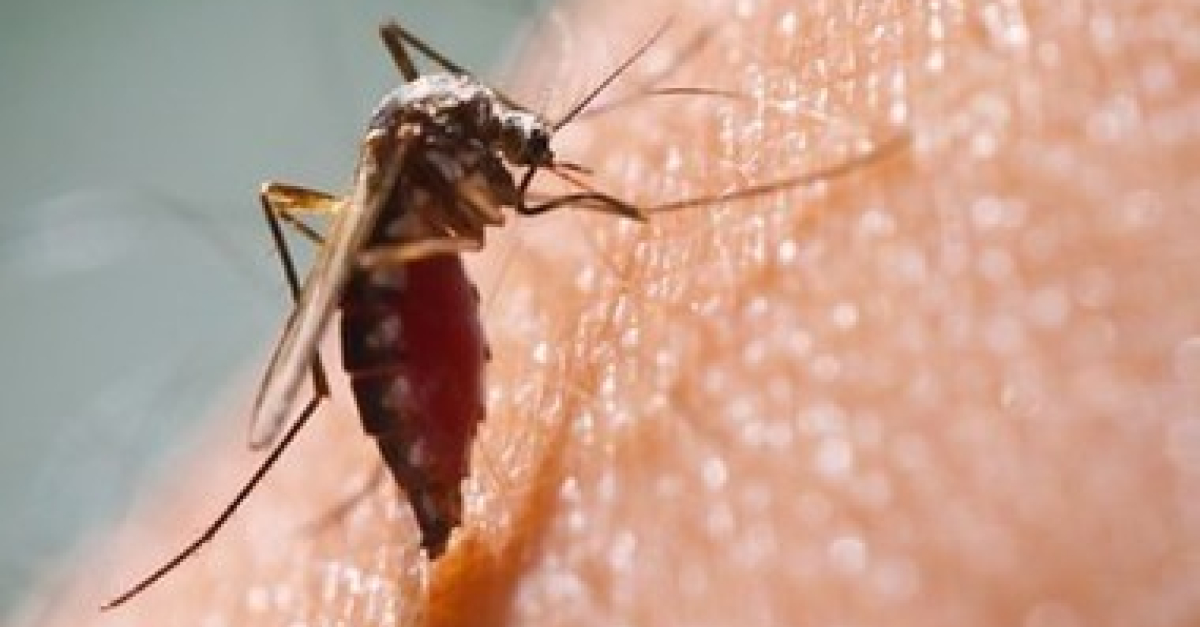 Altro caso di Dengue in Trentino: pronte le operazioni di disinfestazione. I consigli alla cittadinanza