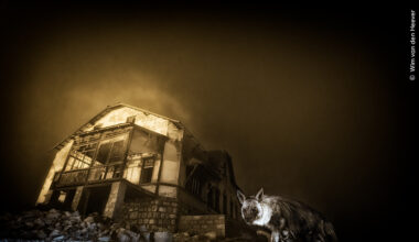 Iene nella città fantasma, è il Wildlife Photographer of the Year - Scienza e arte