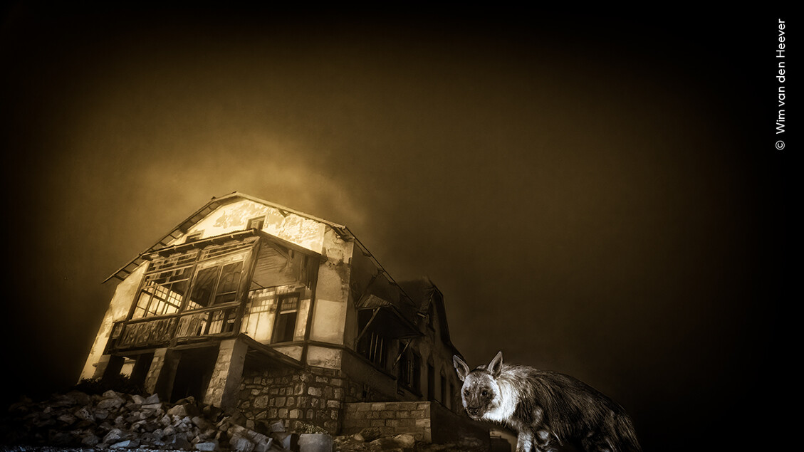Iene nella città fantasma, è il Wildlife Photographer of the Year - Scienza e arte
