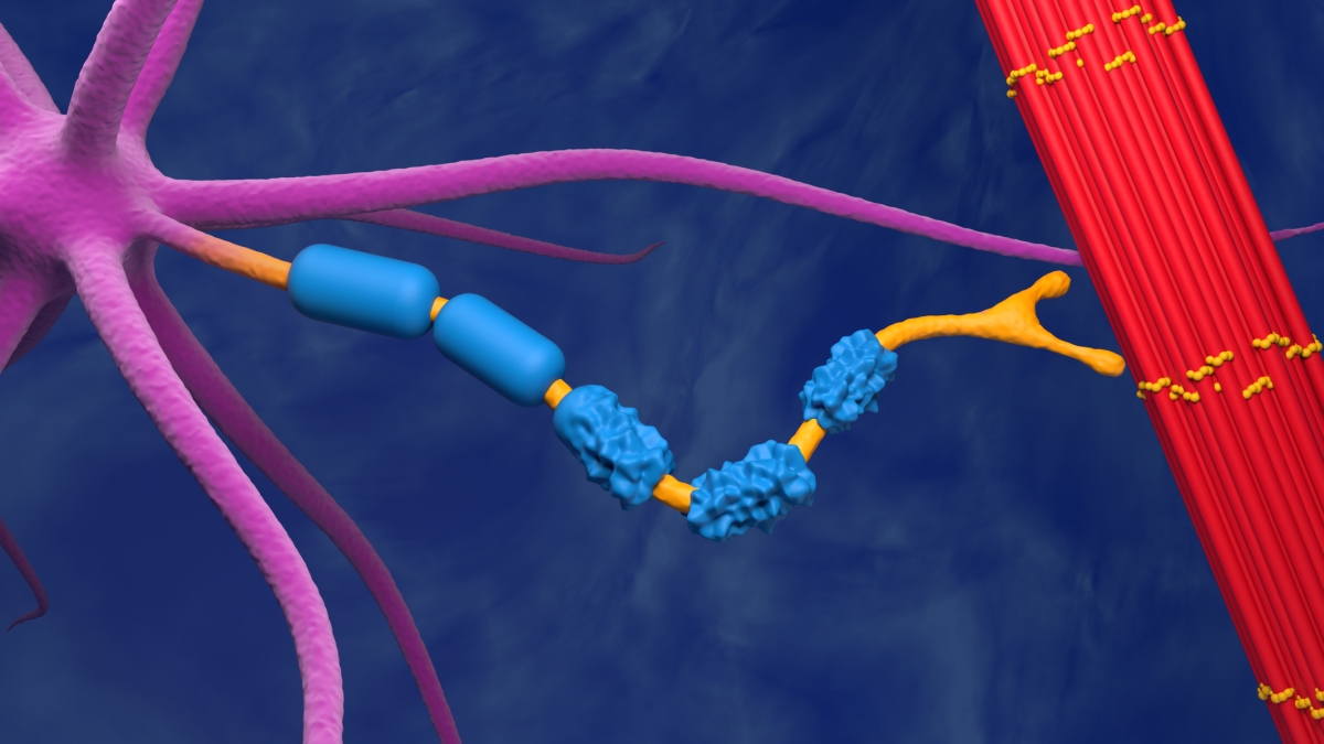 La SLA potrebbe essere una malattia autoimmune: una scoperta che cambia prospettiva nelle cure