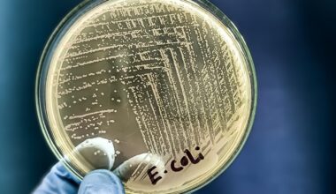 Escherichia coli e Klebsiella pneumonia sono i batteri più cattivi. L'Oms lancia l'allarme sull'antibiotico-resistenza