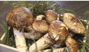 Giappone, otto funghi matsutake venduti per quasi 5mila euro: verranno serviti ai clienti di un albergo di Kyoto