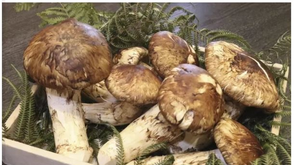 Giappone, otto funghi matsutake venduti per quasi 5mila euro: verranno serviti ai clienti di un albergo di Kyoto
