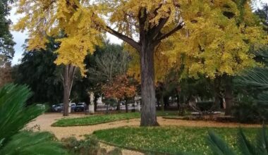 Villa Borghese, abbattuto uno storico Ginkgo biloba nei giardini del Pincio. Sveva Sagramola e i cittadini contro il Comune