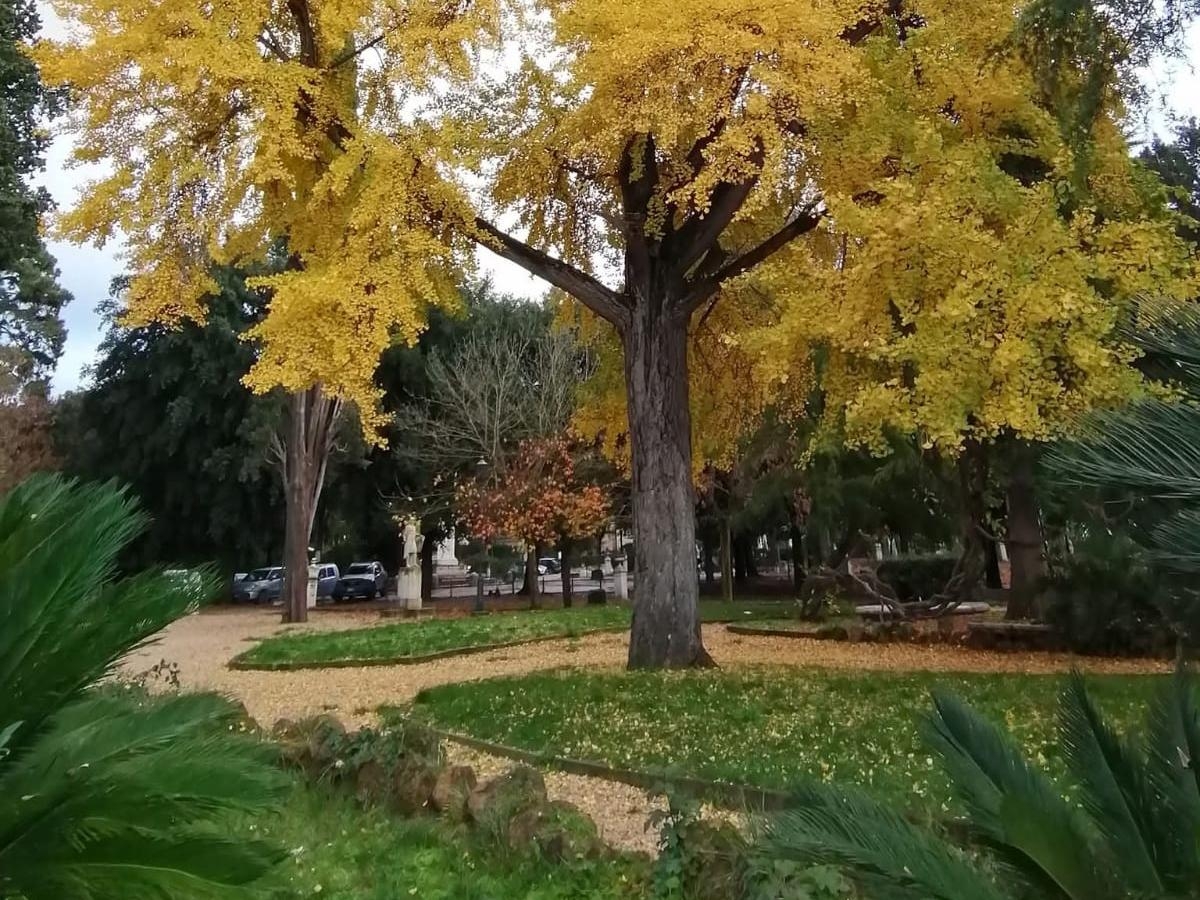 Villa Borghese, abbattuto uno storico Ginkgo biloba nei giardini del Pincio. Sveva Sagramola e i cittadini contro il Comune