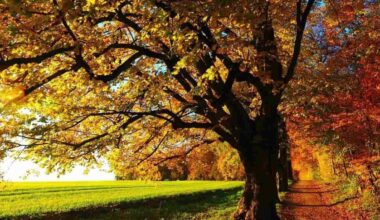 Meteo, al Nord resiste l'«indian summer». Ma sono in arrivo piogge e temporali