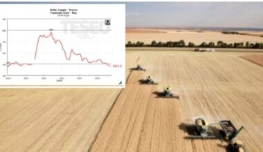 La crisi nera del grano: perché a Foggia non cresce più. Il crollo in tre anni, la scommessa sul cotone