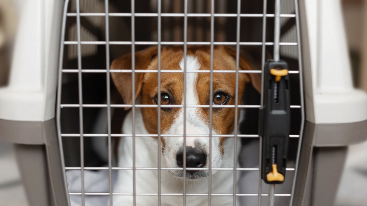 Le smarriscono il cane, la risarciscono per la perdita di un «bagaglio». E i giudici danno ragione alla compagnia aerea