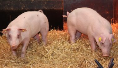 Creati maiali geneticamente modificati, capaci di resistere alla peste suina classica