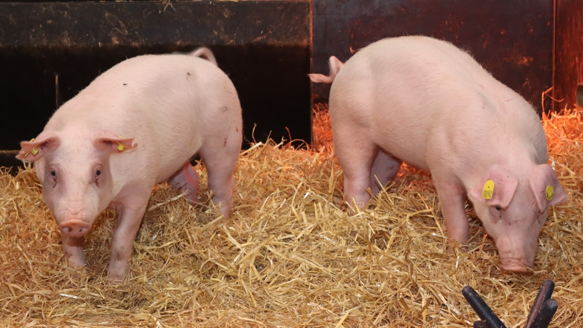 Creati maiali geneticamente modificati, capaci di resistere alla peste suina classica