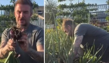David Beckham versione contadino: si dà a cipolle rosse e fave. Com'è nata la passione per il giardinaggio