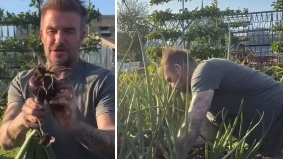 David Beckham versione contadino: si dà a cipolle rosse e fave. Com'è nata la passione per il giardinaggio