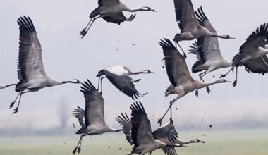 Germania, il caso delle gru che cadono dal cielo: «Colpite dall'aviaria, più di mille già raccolte. E il virus passa agli allevamenti»