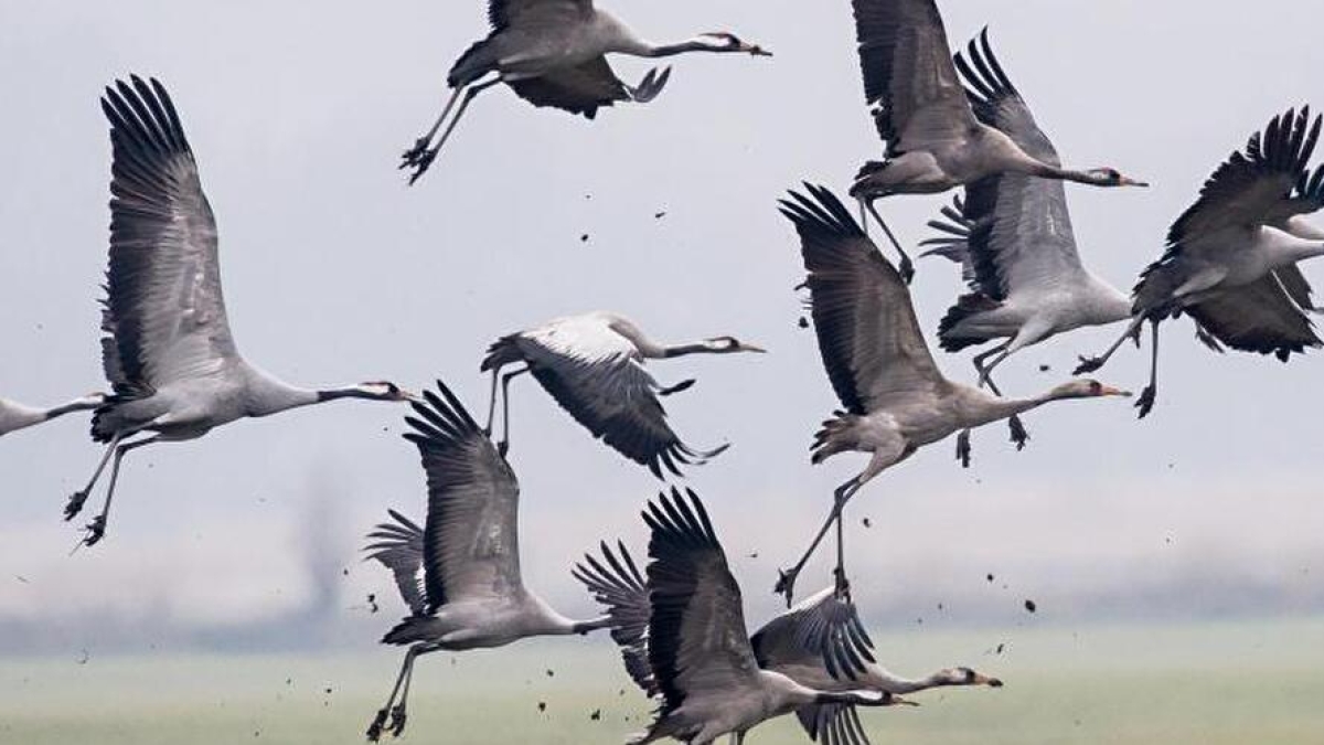 Germania, il caso delle gru che cadono dal cielo: «Colpite dall'aviaria, più di mille già raccolte. E il virus passa agli allevamenti»