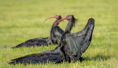 I due ibis eremiti abbattuti dal bracconiere erano in Italia solo da un'ora. Uno era un veterano del progetto di reintroduzione