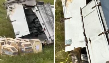 Macachi per esperimenti fuggono dal tir ribaltato. Lo sceriffo: «Li abbiamo uccisi tutti tranne uno, erano pericolosi»