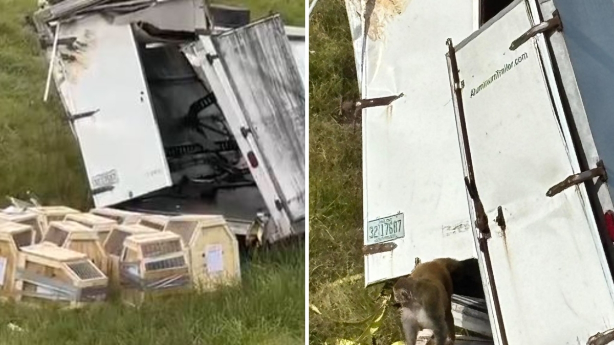 Macachi per esperimenti fuggono dal tir ribaltato. Lo sceriffo: «Li abbiamo uccisi tutti tranne uno, erano pericolosi»