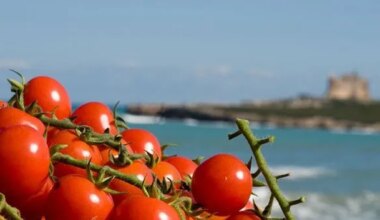 Salmonella nei pomodorini siciliani, la Ue conferma l’ipotesi: tre anni di casi e indagini in 17 Paesi