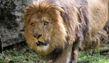 Il leone berbero, estinto in natura, ci riprova alle Cornelle: arrivate le tre femmine per Ayyuur