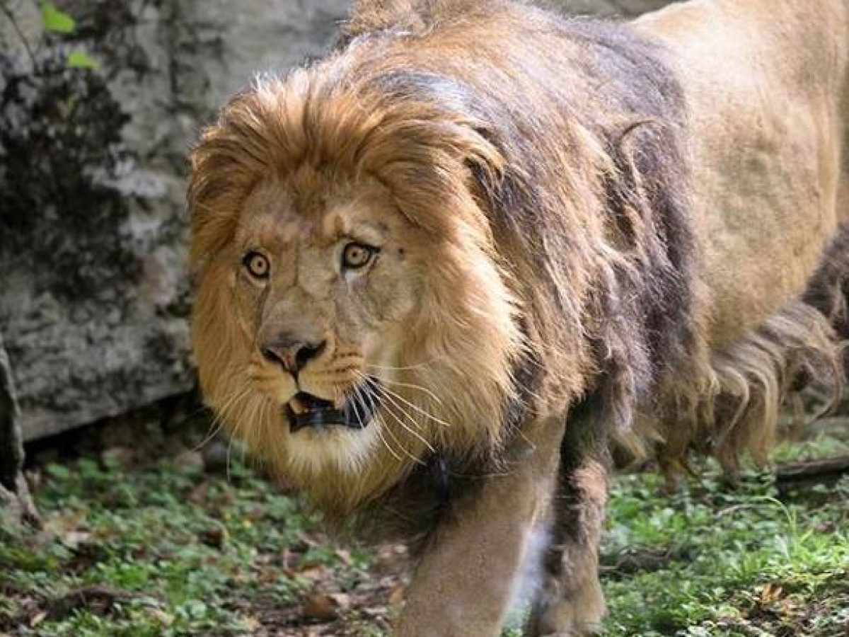 Il leone berbero, estinto in natura, ci riprova alle Cornelle: arrivate le tre femmine per Ayyuur