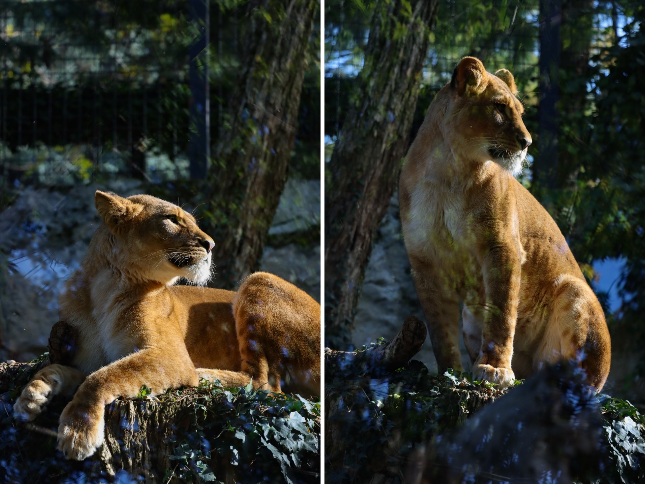 Il leone berbero, estinto in natura, ci riprova in Val Brembana: arrivate le tre femmine per Ayyur
