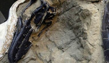 Scoperto il vero volto di Nanotyrannus, per anni i paleontologi lo hanno attribuito a un baby T.rex