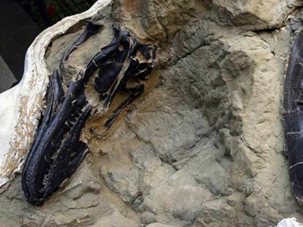 Scoperto il vero volto di Nanotyrannus, per anni i paleontologi lo hanno attribuito a un baby T.rex