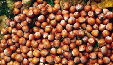 Ferrero, stop all’acquisto di nocciole turche dopo il raddoppio dei prezzi