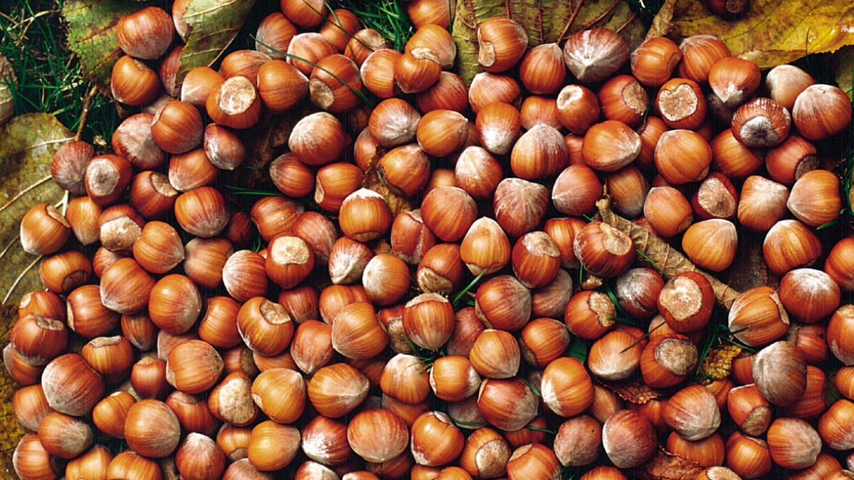 Ferrero, stop all’acquisto di nocciole turche dopo il raddoppio dei prezzi