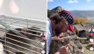 Jovanotti e il topolino sosia di Remy che gli ha mangiato i cavi dello studio: «Ti libero e ti auguro una bella vita»