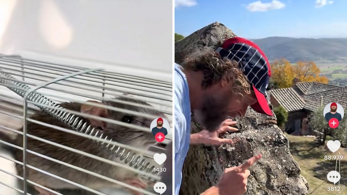 Jovanotti e il topolino sosia di Remy che gli ha mangiato i cavi dello studio: «Ti libero e ti auguro una bella vita»