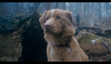 Leonberg, Good Boy, il mio retriever contro i fantasmi - Cinema