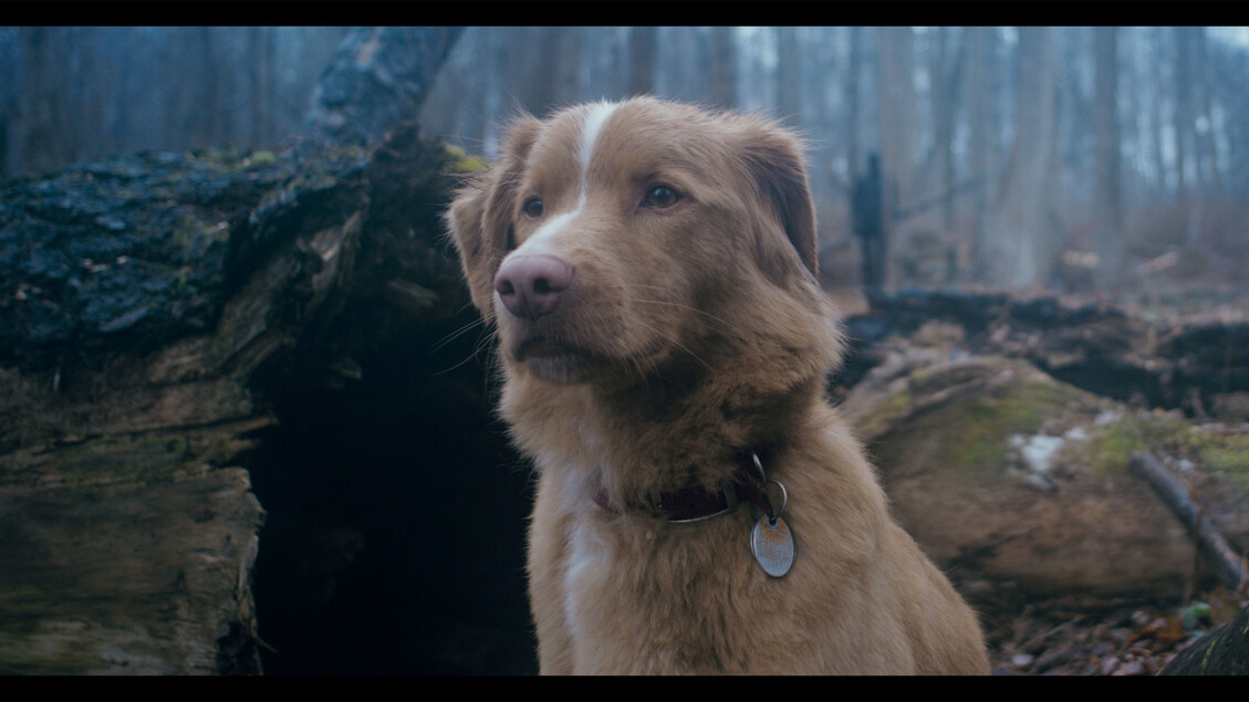 Leonberg, Good Boy, il mio retriever contro i fantasmi - Cinema