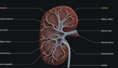 Reni, come mantenerli sani? Le 7 regole da seguire e i comportamenti per combattere l'invecchiamento degli organi - Il Messaggero