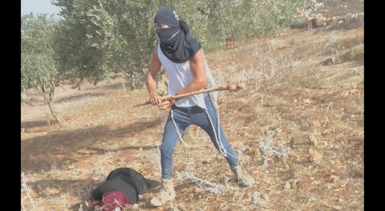 L'ira del Vaticano contro i coloni in Cisgiordania, violenze sui contadini palestinesi che raccolgono olive