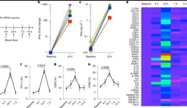 Covid, perché i vaccini a mRna funzionano anche contro i tumori: cosa dice lo studio su Nature - Il Messaggero