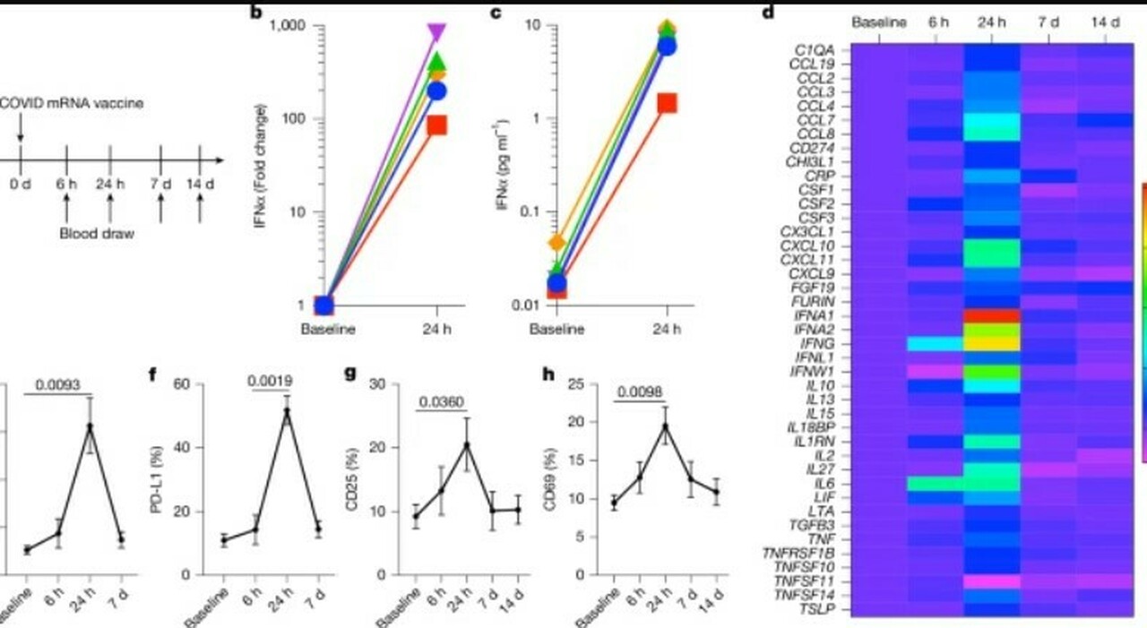 Covid, perché i vaccini a mRna funzionano anche contro i tumori: cosa dice lo studio su Nature - Il Messaggero