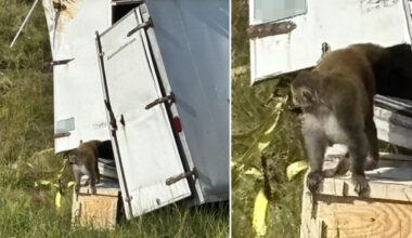 Scimmia è in fuga con il Covid e altre «malattie pericolose per l'uomo»: l'allerta negli Usa