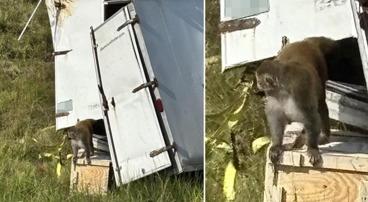 Scimmia è in fuga con il Covid e altre «malattie pericolose per l'uomo»: l'allerta negli Usa