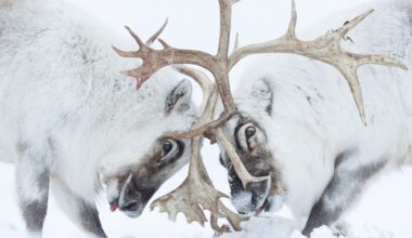 Combattimento tra maschi di renna durante la stagione riproduttiva @ Stefano Unterthiner