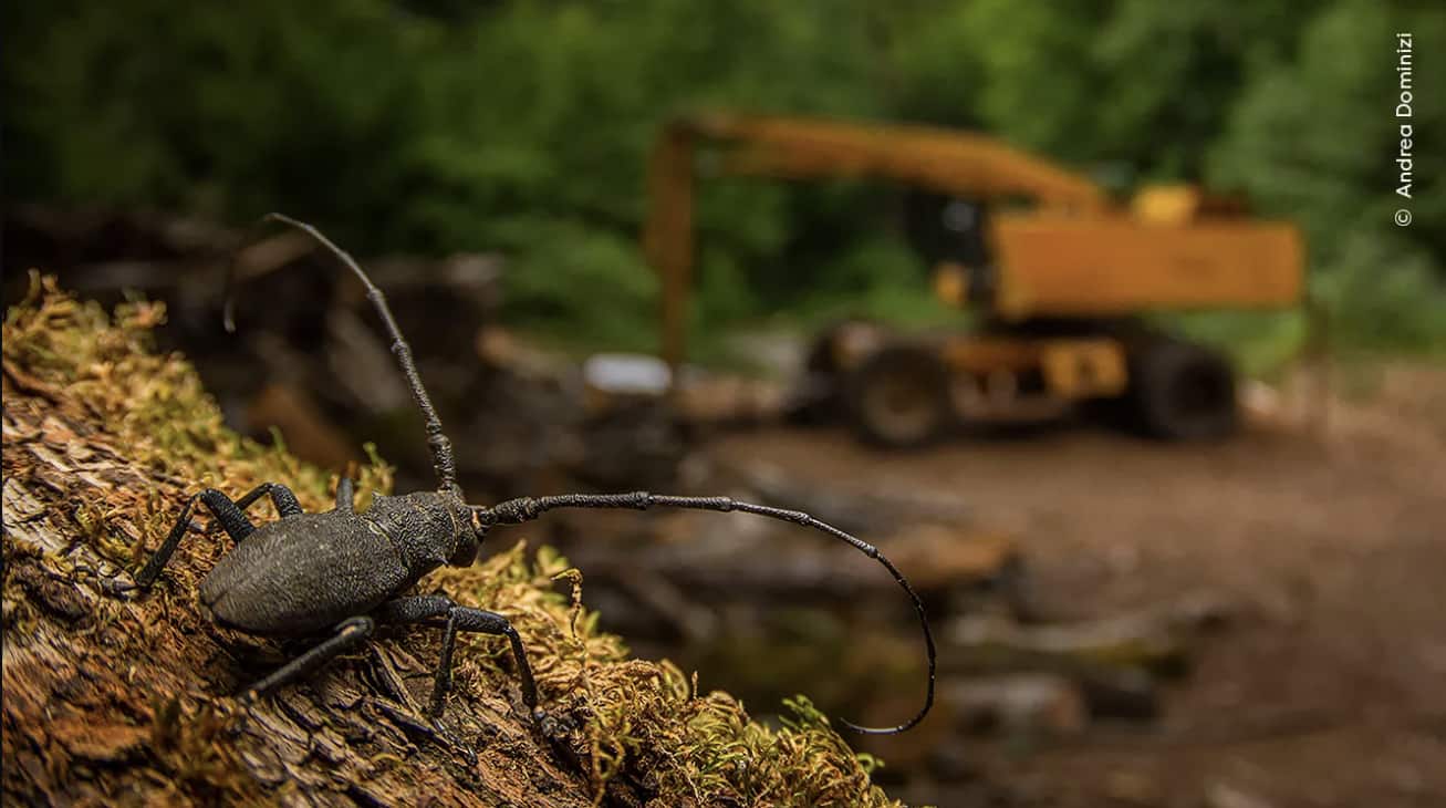 After the Destruction - Andrea Dominizi After the Destruction - Andrea Dominizi