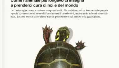 La saggezza delle tartarughe | Andrea Giardina