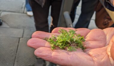 A Genova la lezione della botanica sociale tra marciapiedi, erbacce e il falso mito del decoro