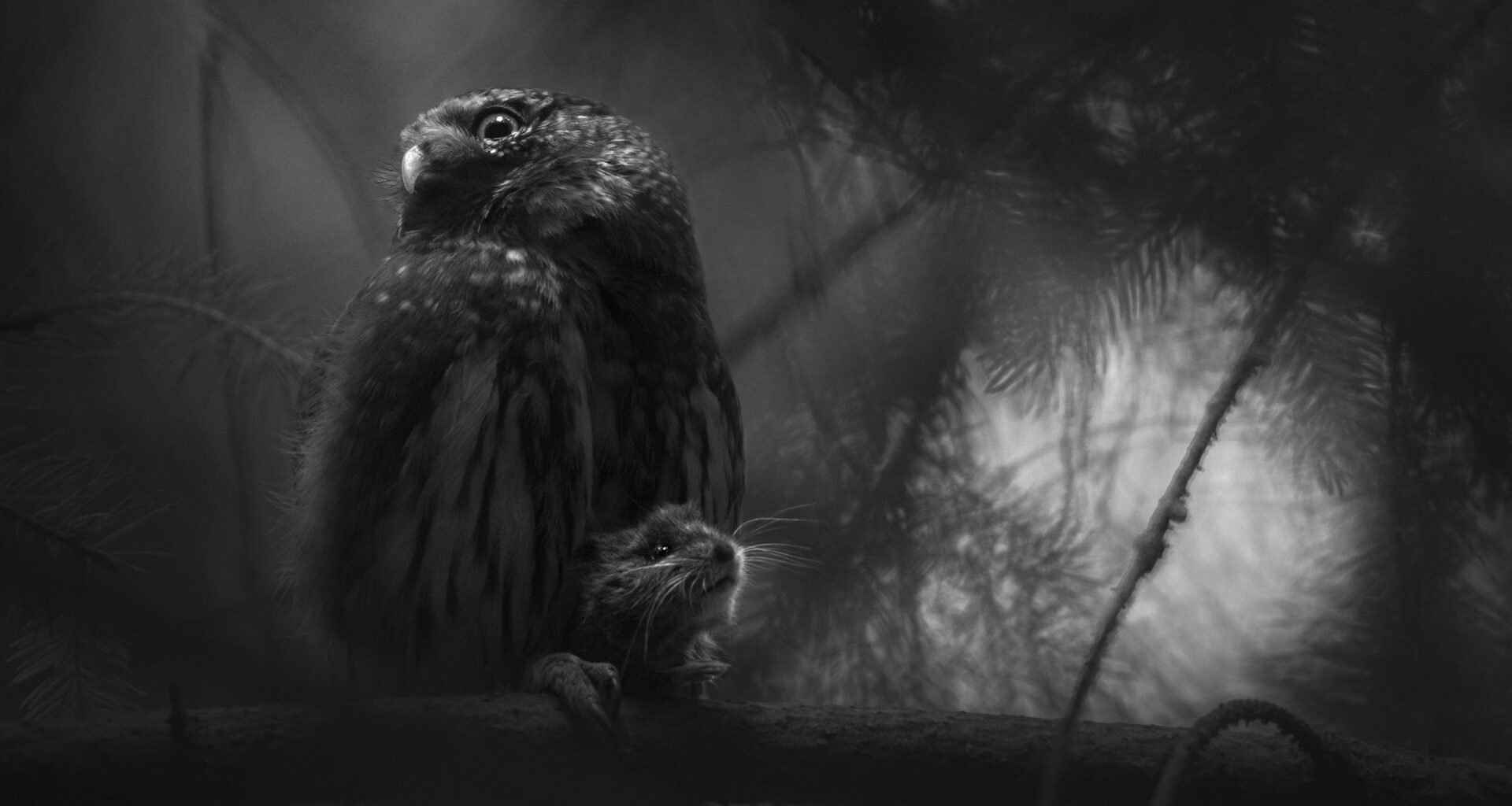 GDT European Wildlife Photographer of the Year 2025: è l’anno del più giovane vincitore di sempre - FOTO Cult