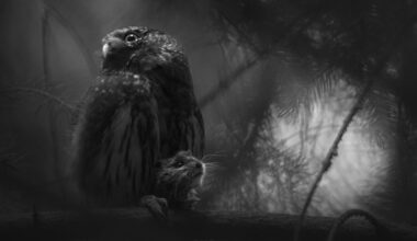 GDT European Wildlife Photographer of the Year 2025: è l’anno del più giovane vincitore di sempre - FOTO Cult