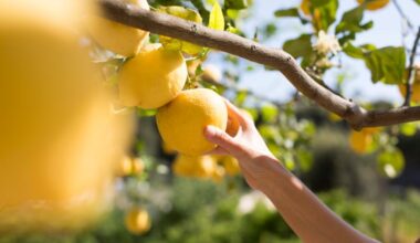 Formazione giovani agricoltori, il credito richiesto spetta per intero