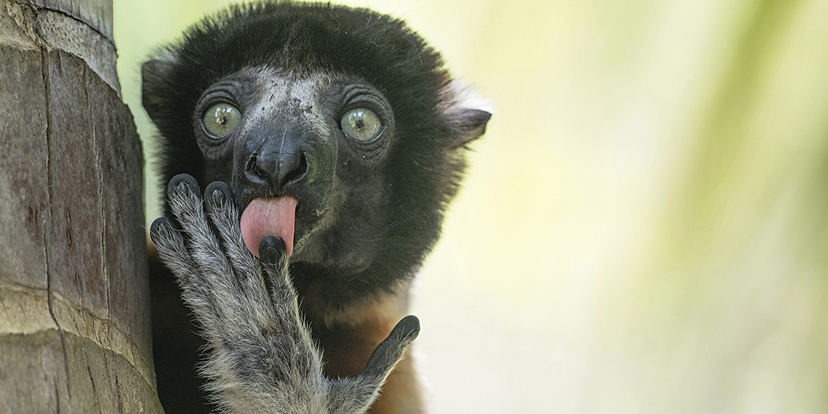 Le gustose anteprime dei Nikon Comedy Wildlife Awards 2025: ecco i finalisti