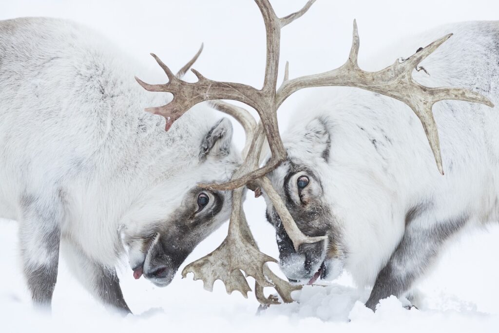 Combattimento tra maschi di renna durante la stagione riproduttiva – SUN-2018-10-12